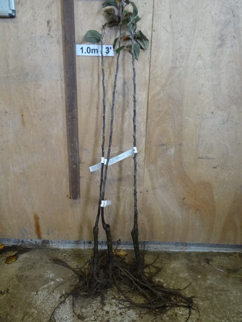 May Queen apple trees ready for dispatch