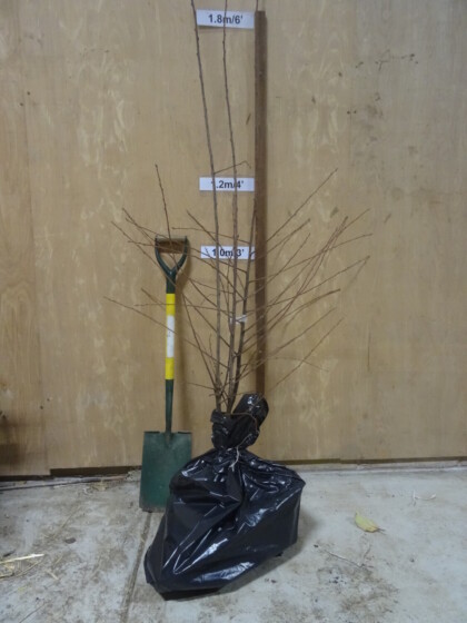 Merryweather Damson trees ready for dispatch