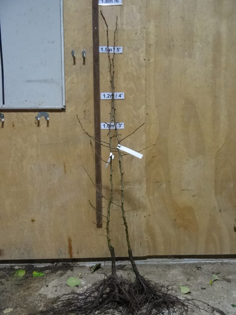 Onward pear trees ready for dispatch
