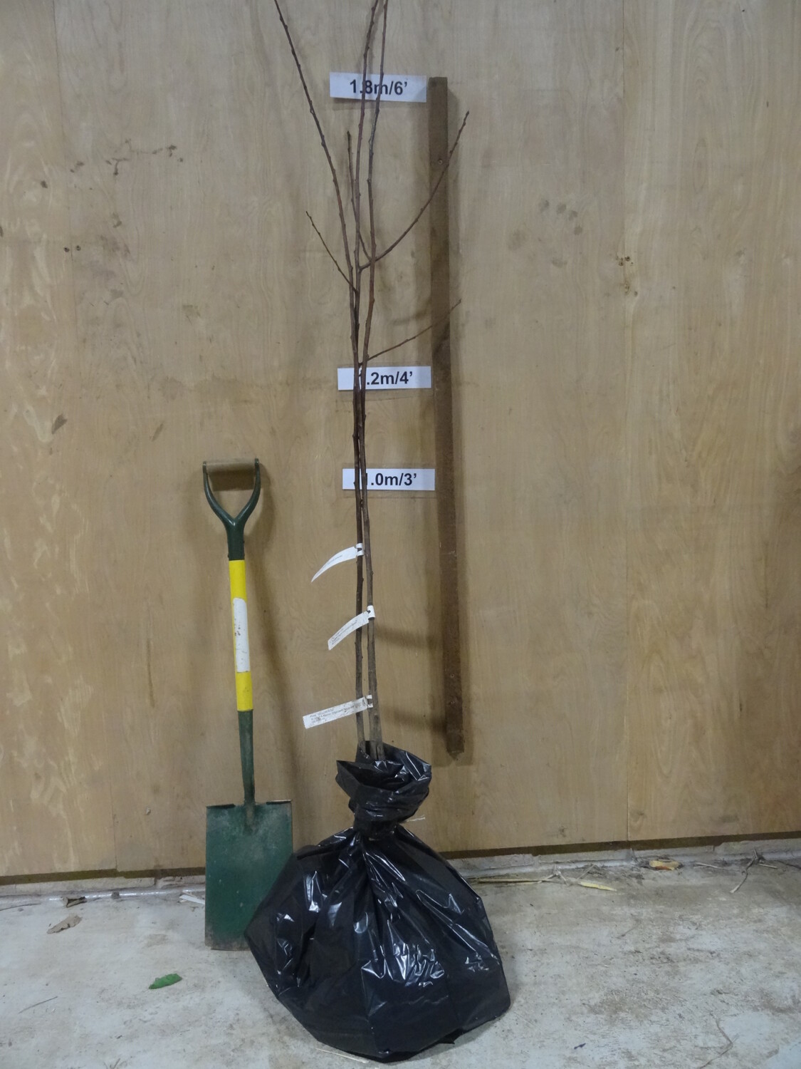 Yellow Egg plum trees ready for dispatch