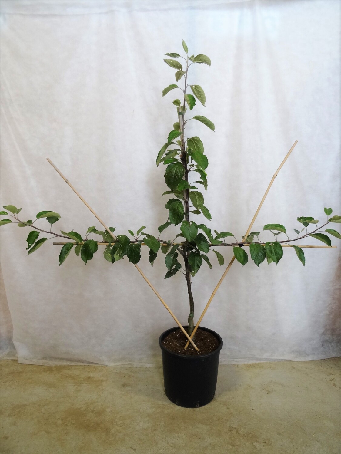 Single-tier espalier tree in a container with bamboo cane supports