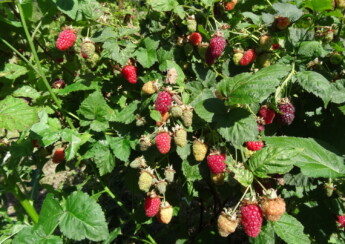 Loganberry in fruit