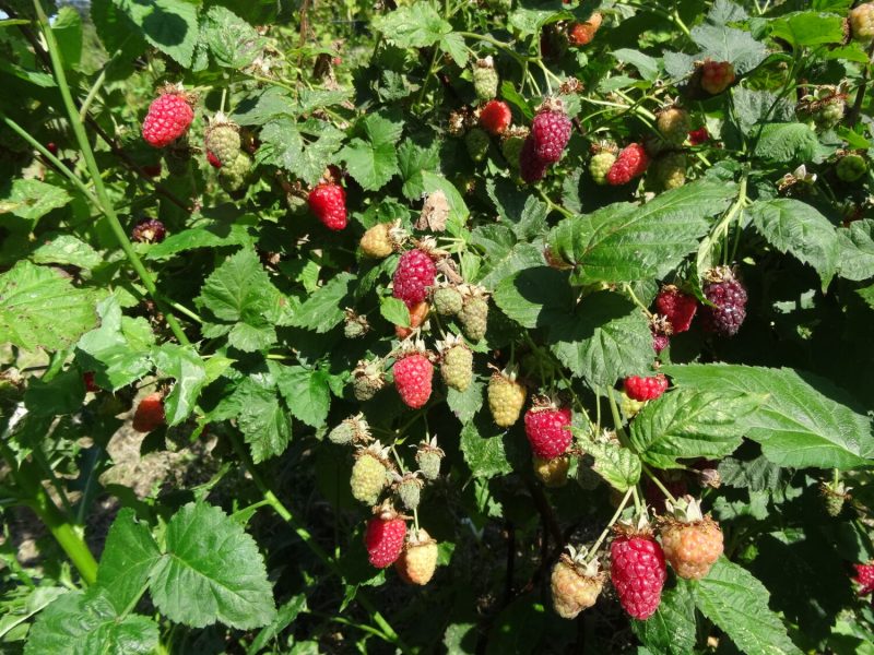 Loganberry in fruit