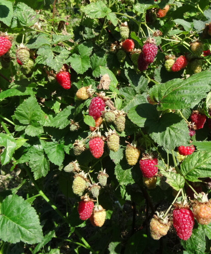 Loganberry in fruit