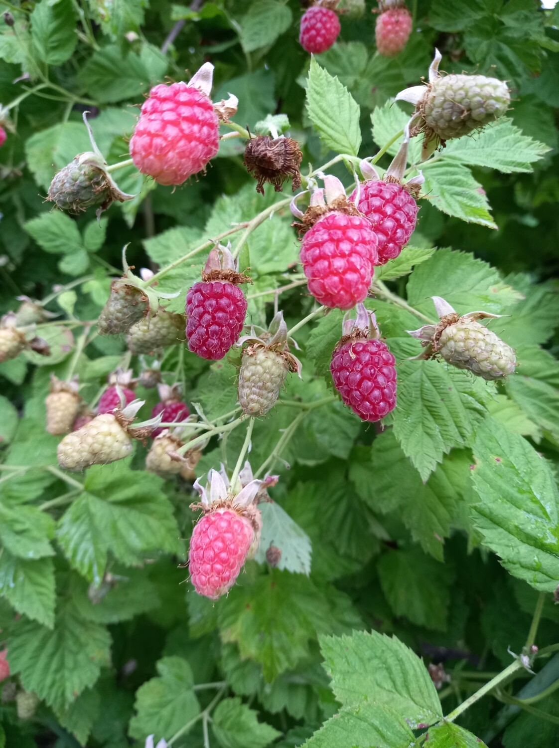 Loganberry Worcester Early in fruit