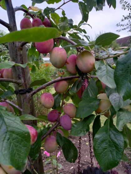 A cluster of ripe Mann's No 1 plums