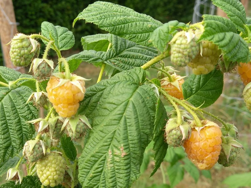 llgold raspberry