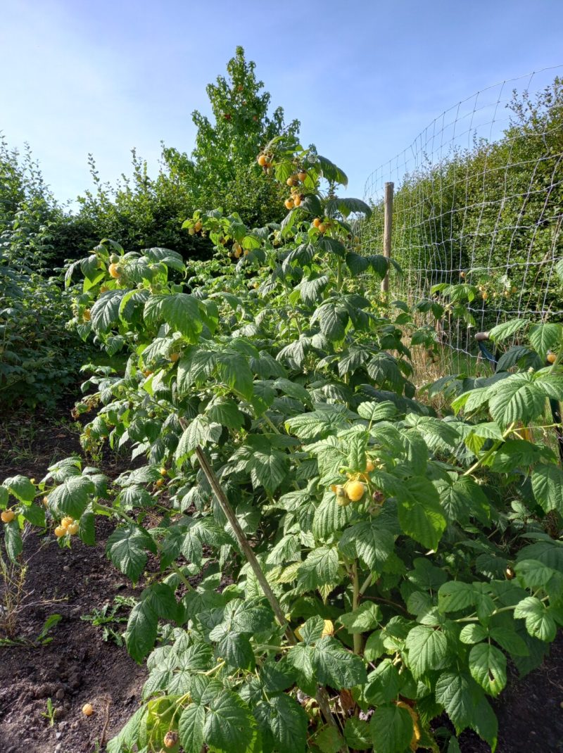 Raspberry Allgold canes