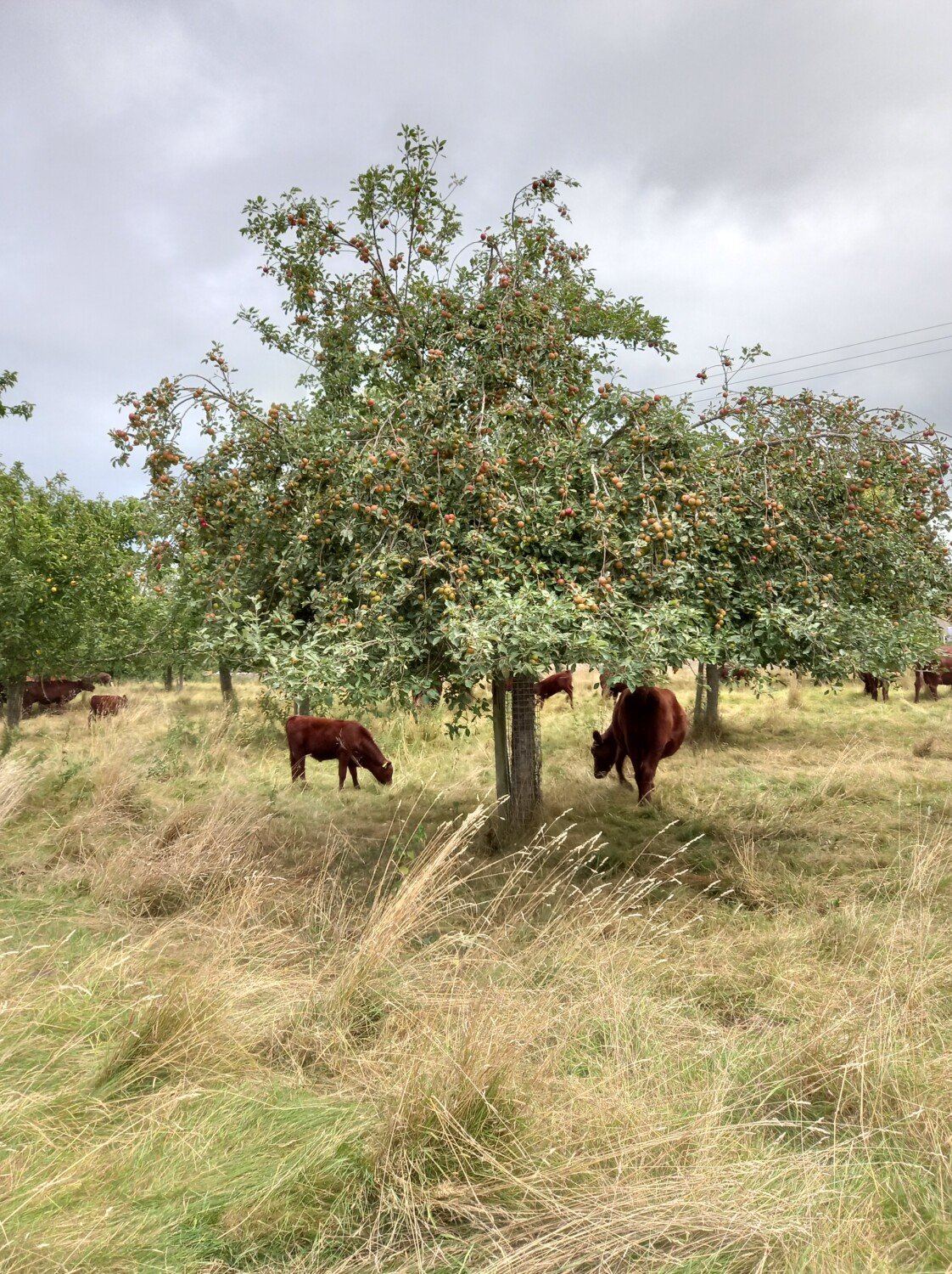 Stoke Red cider apple tree in September