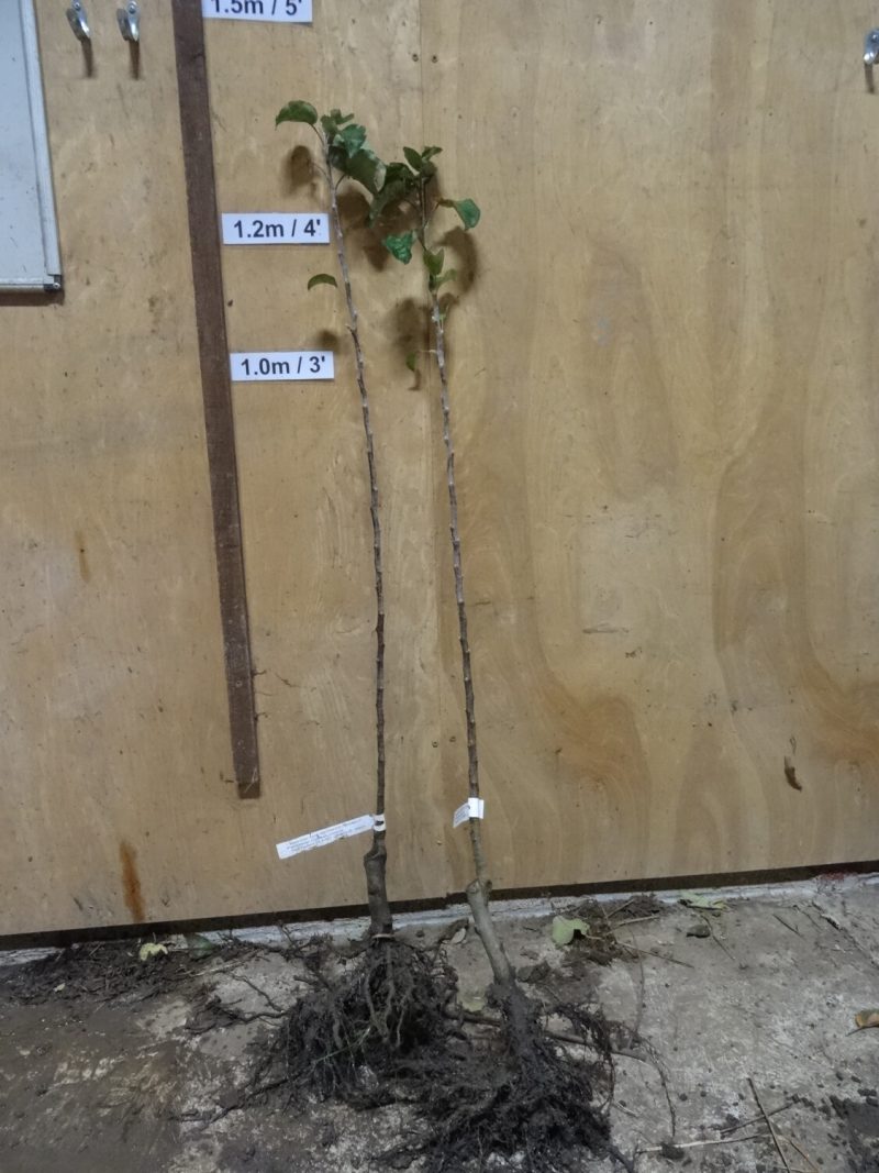 Browood Foxwhelp cider apple tree