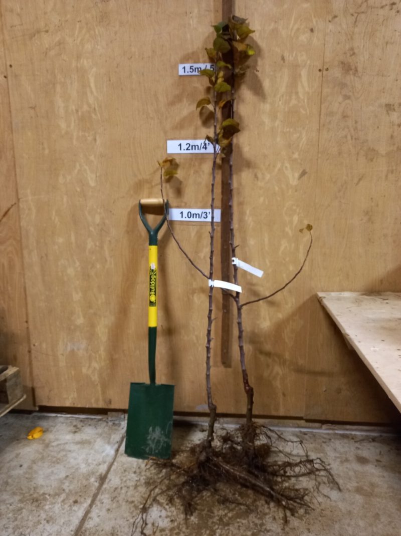Kingston Black cider apple tree