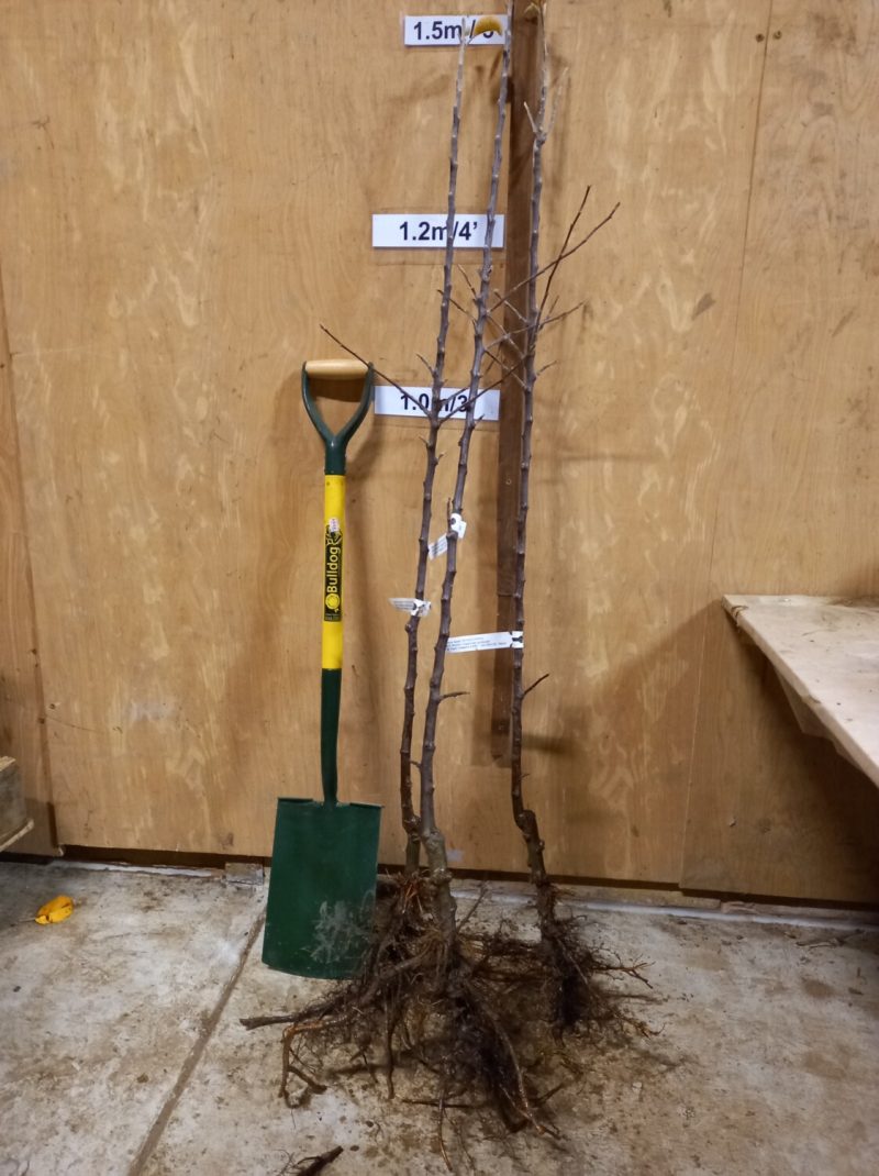 Wyken Pippin apple tree