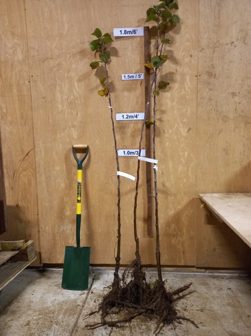 Bare rooted Catshead apple trees