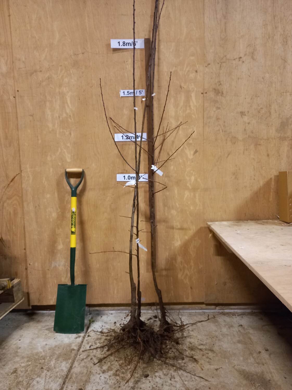 Bare rooted Czar plum trees ready for sale