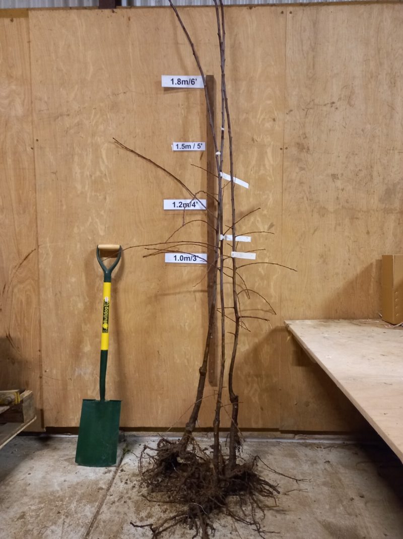 Bare rooted Warwickshire Drooper plum trees
