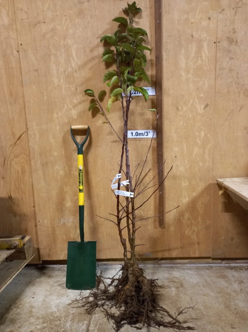 Bare rooted William Crump apple trees
