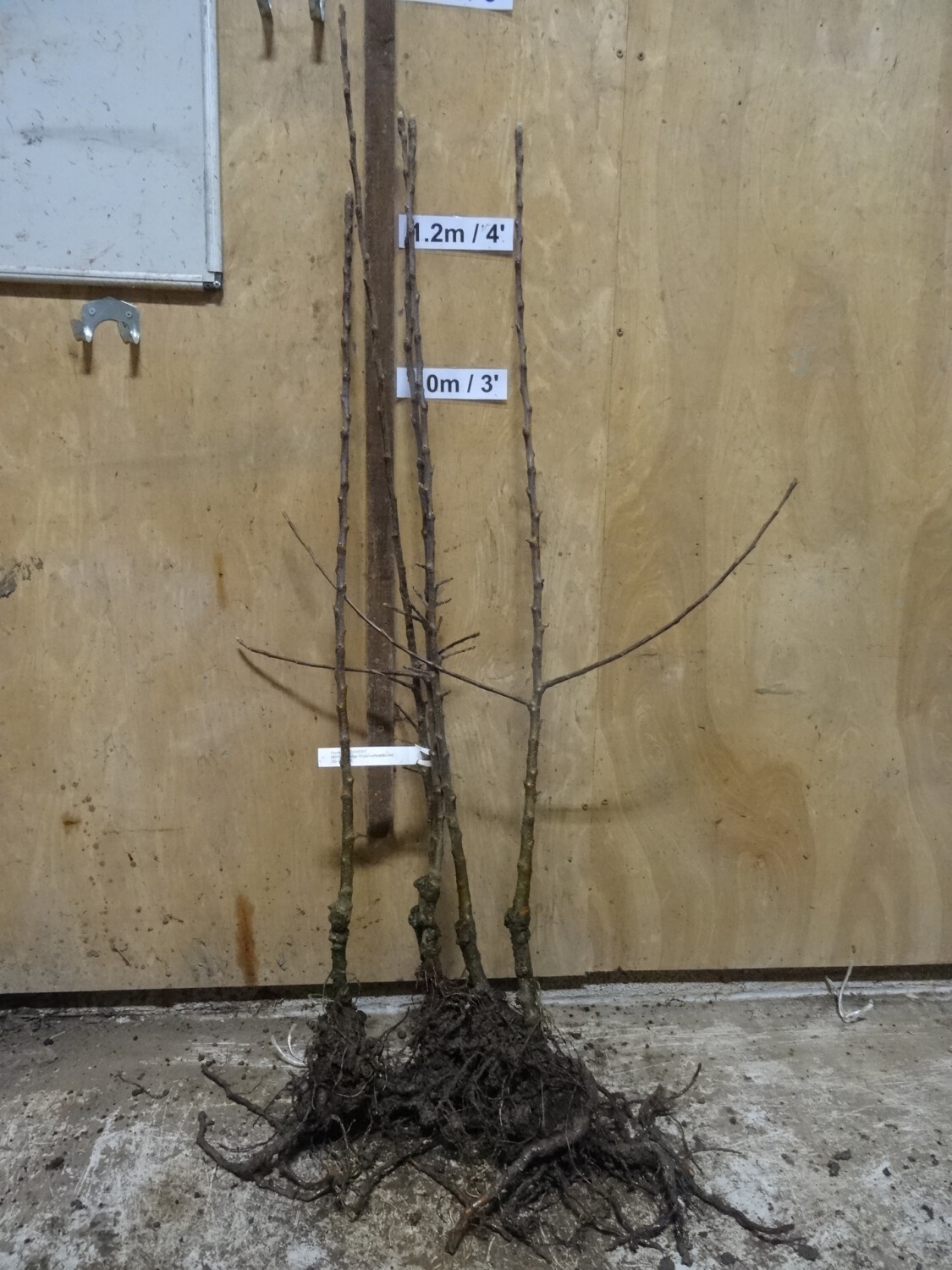 Bare rooted Discovery apple tree for for collection