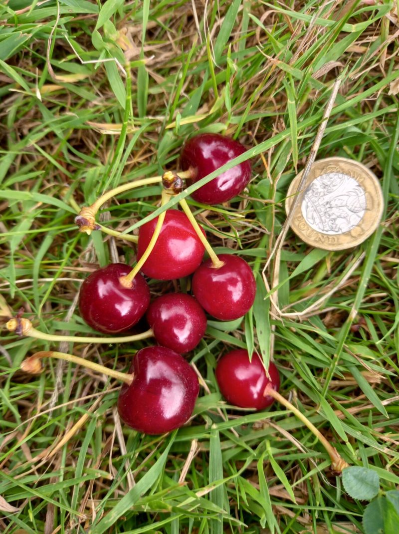 Ripe Waterloo cherries