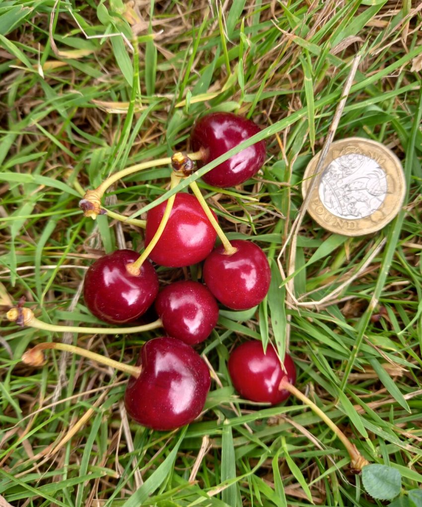 Ripe Waterloo cherries