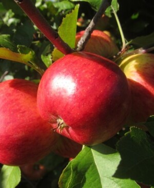 Haughty's Red apples