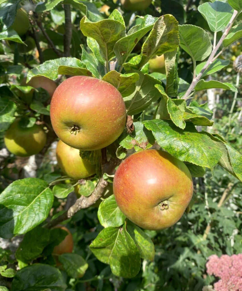 King Coffee apples ripening