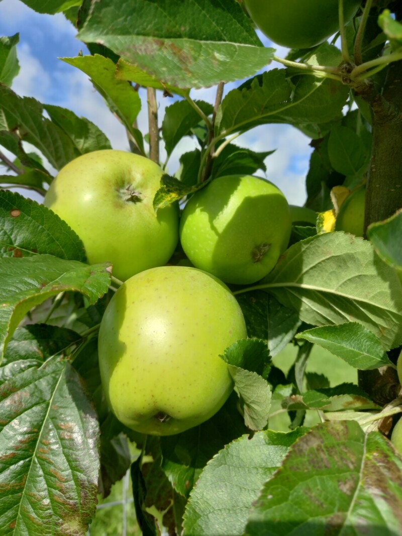 Martin Nonpareil apples