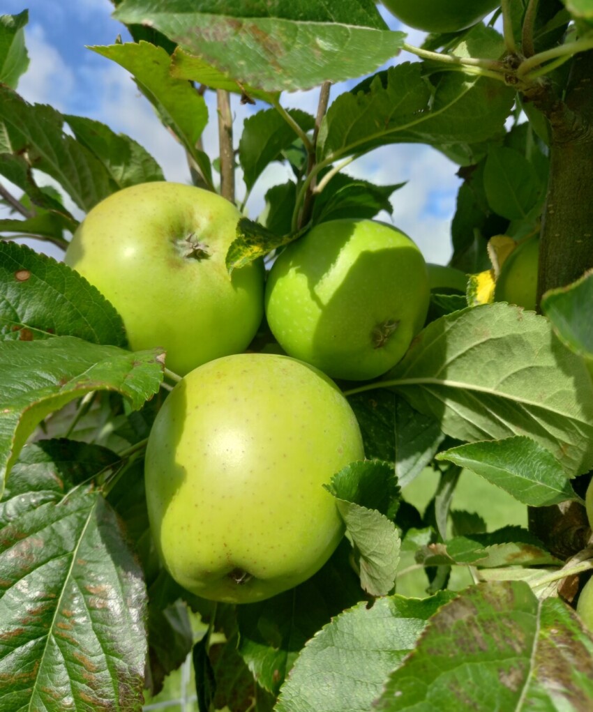Martin Nonpareil apples