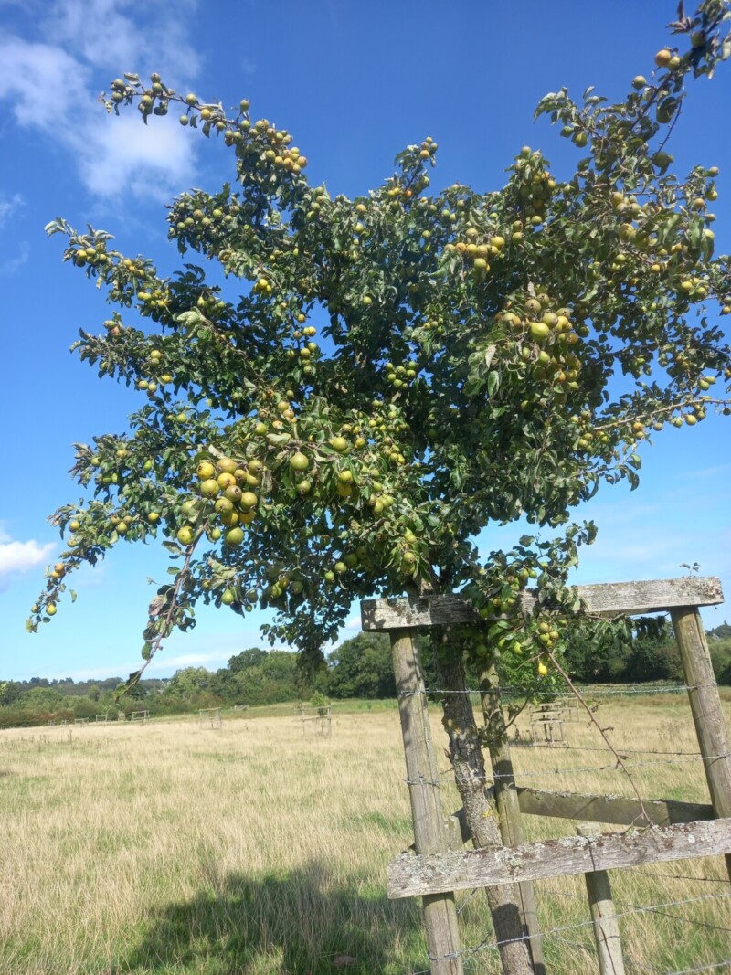 Tettenhall Dick tree in fruit