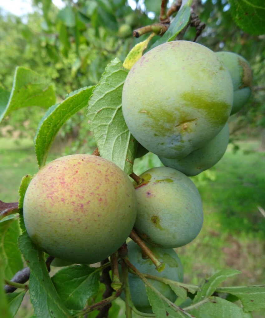 Gage fruit ripening on tree