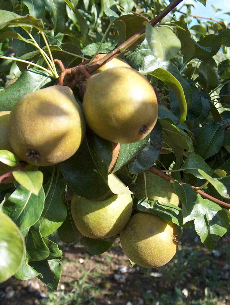 Hendre Huffcap perry pears