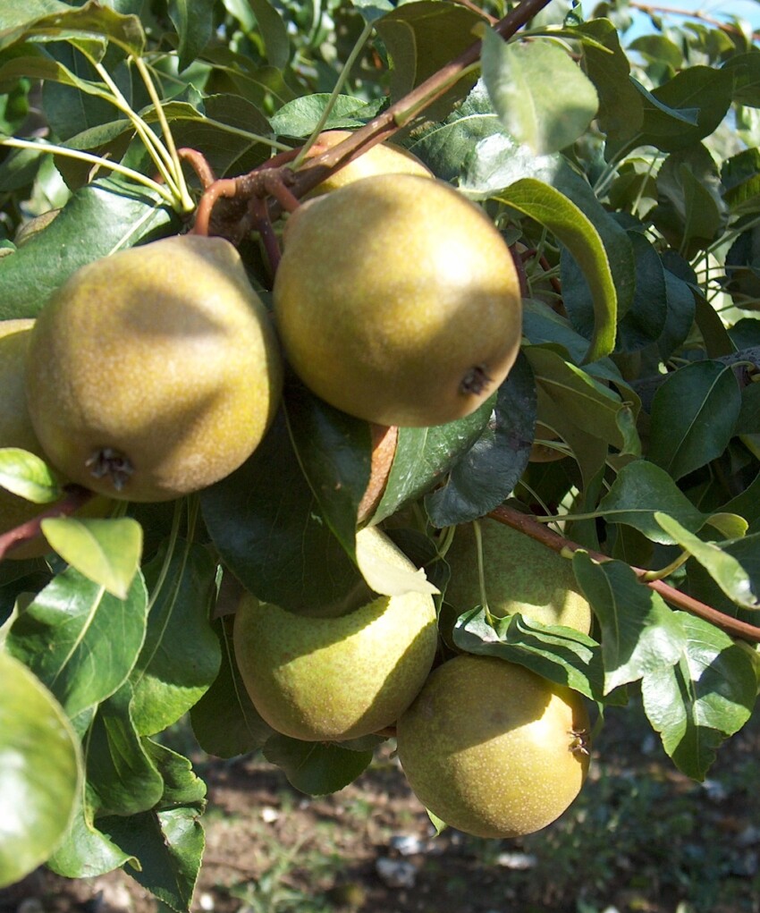 Hendre Huffcap perry pears