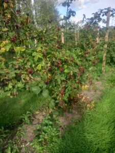 Blackberry Merton Thornless starting to fruit