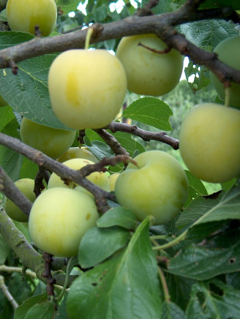 Gages ripening on tree