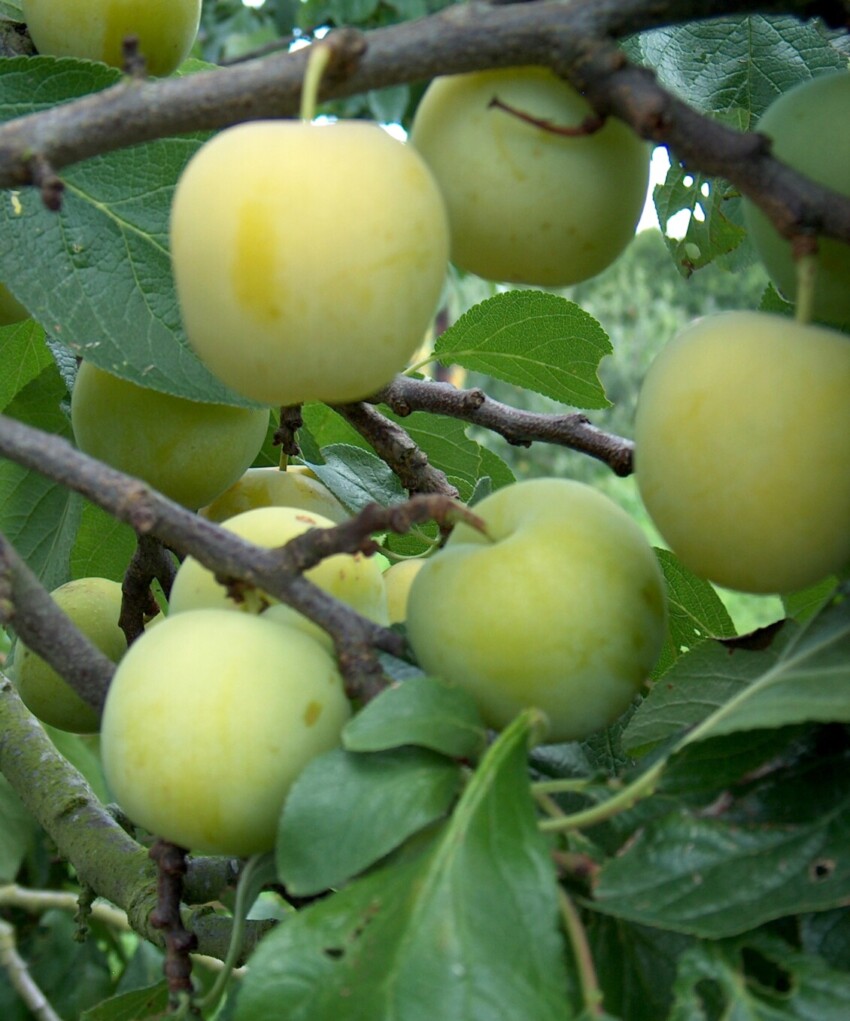 Gages ripening on tree
