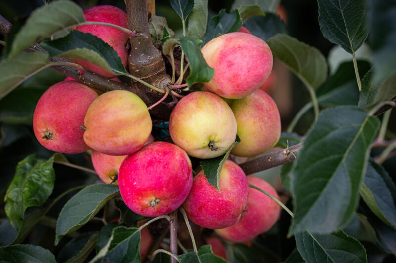 Fruit of Jelly King crab apple