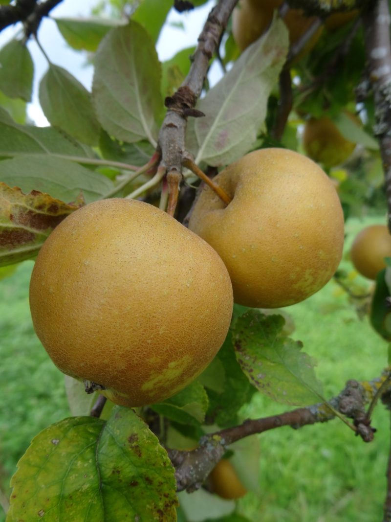 Puckrupp Pippin apples