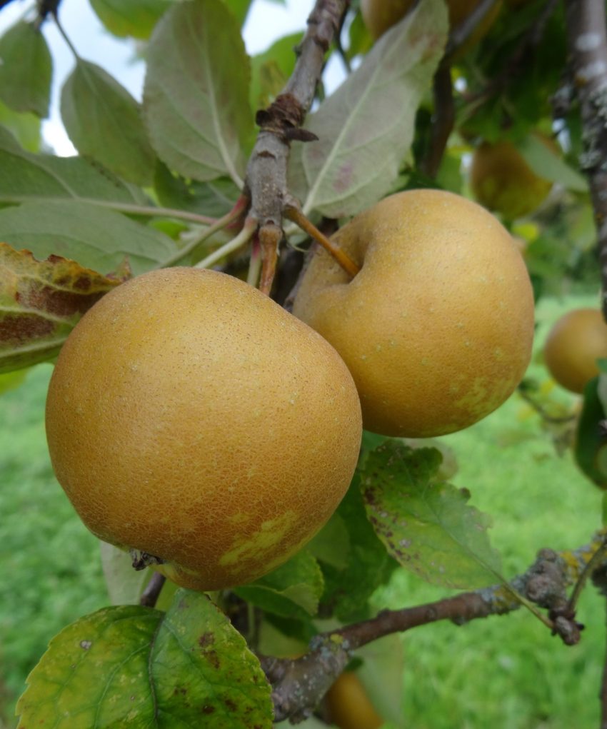 Puckrupp Pippin apples