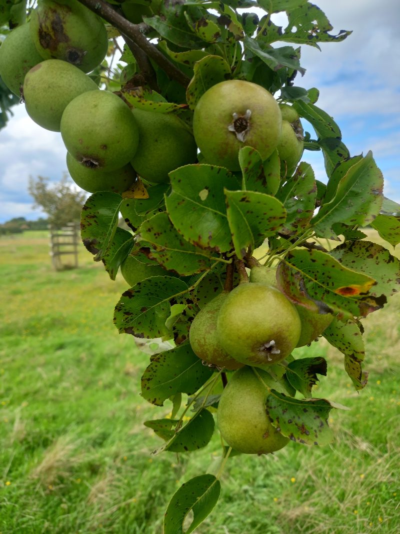 Fruit of Dead Boy