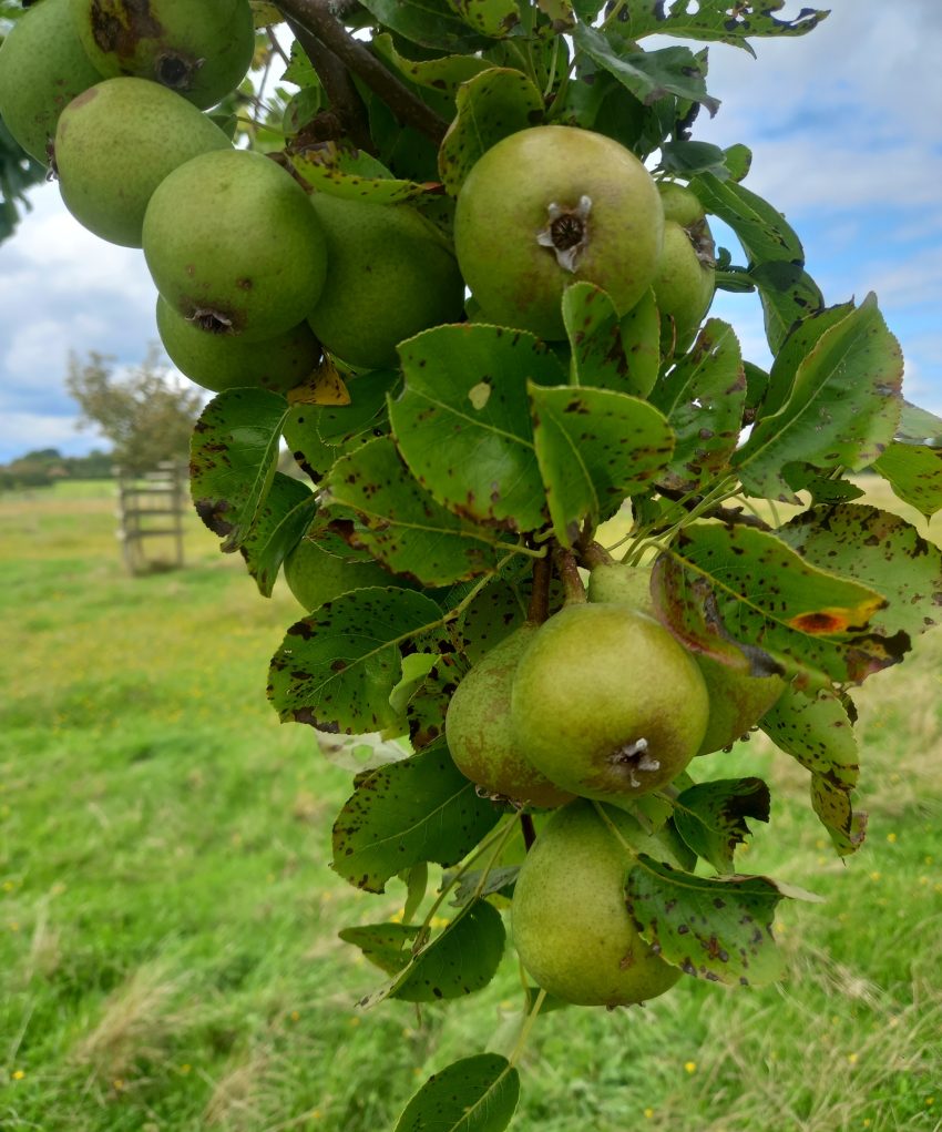 Fruit of Dead Boy