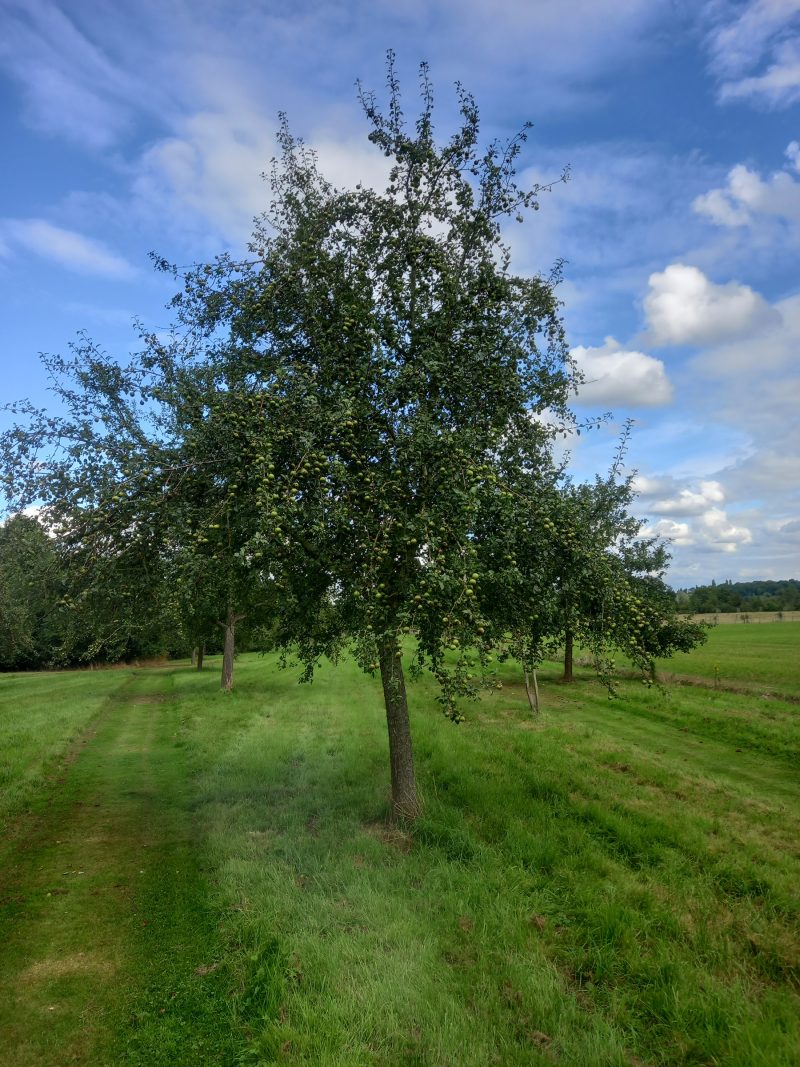 Young Oldfield Perry pear tree