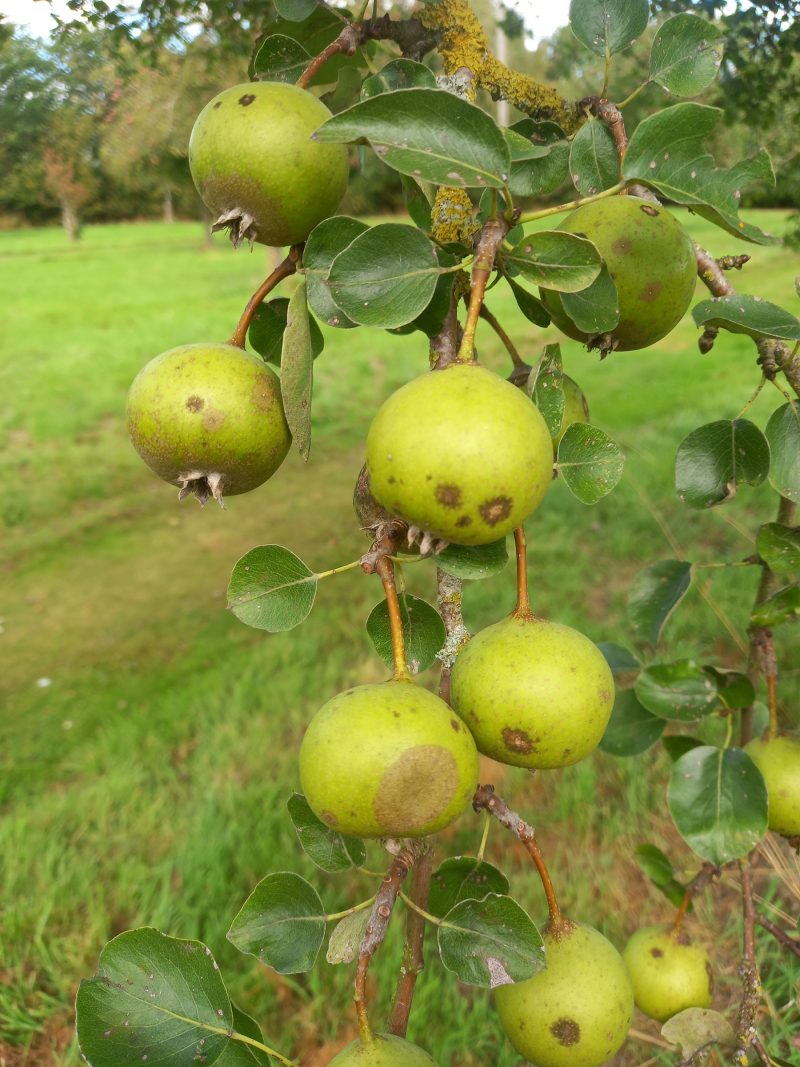Oldfield Perry pears