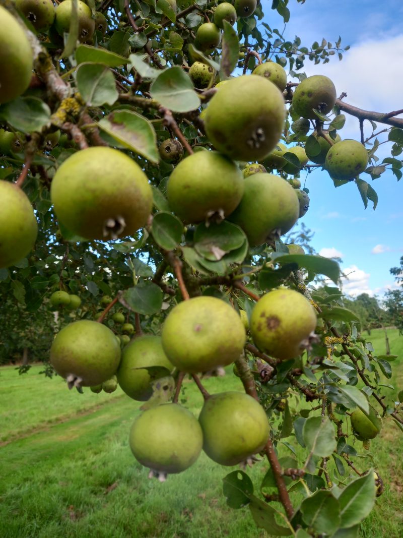 Oldfield Perry Pears