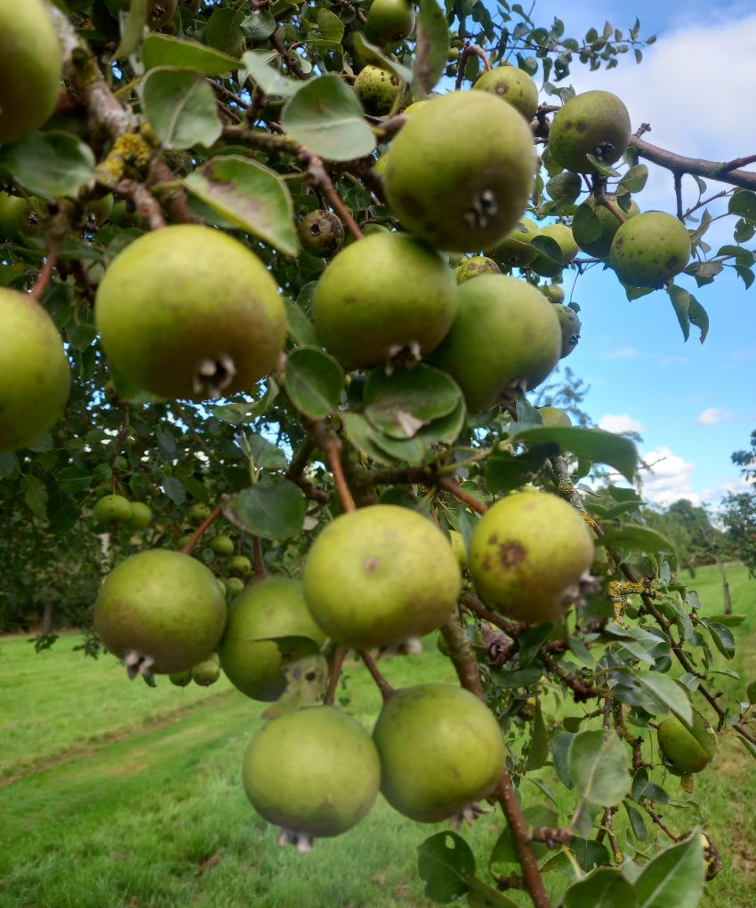 Oldfield Perry Pears