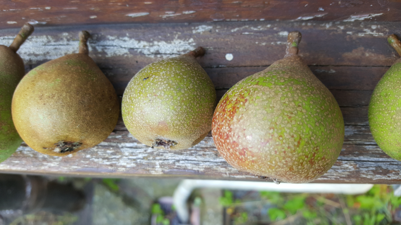 Littleton Late Treacle - Image 2