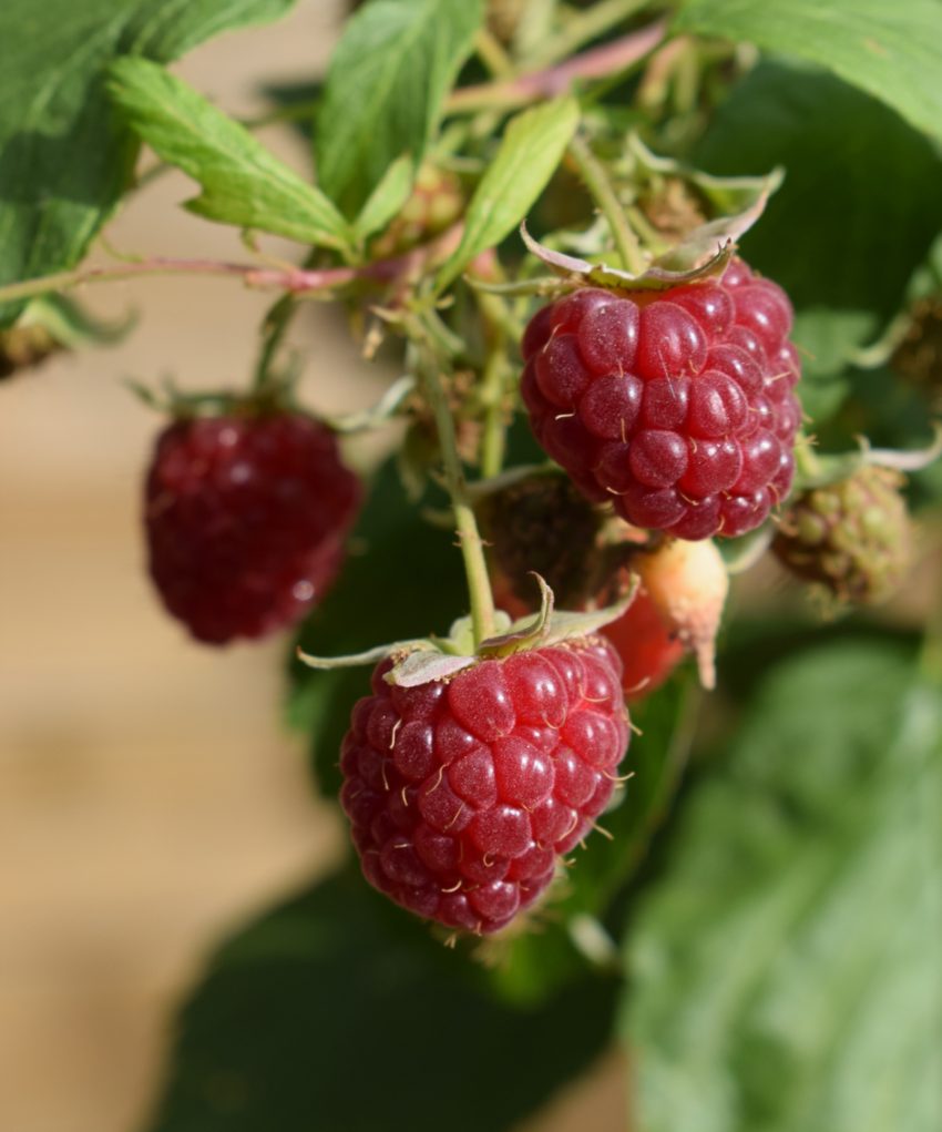 Autumn fruiting raspberry ripening