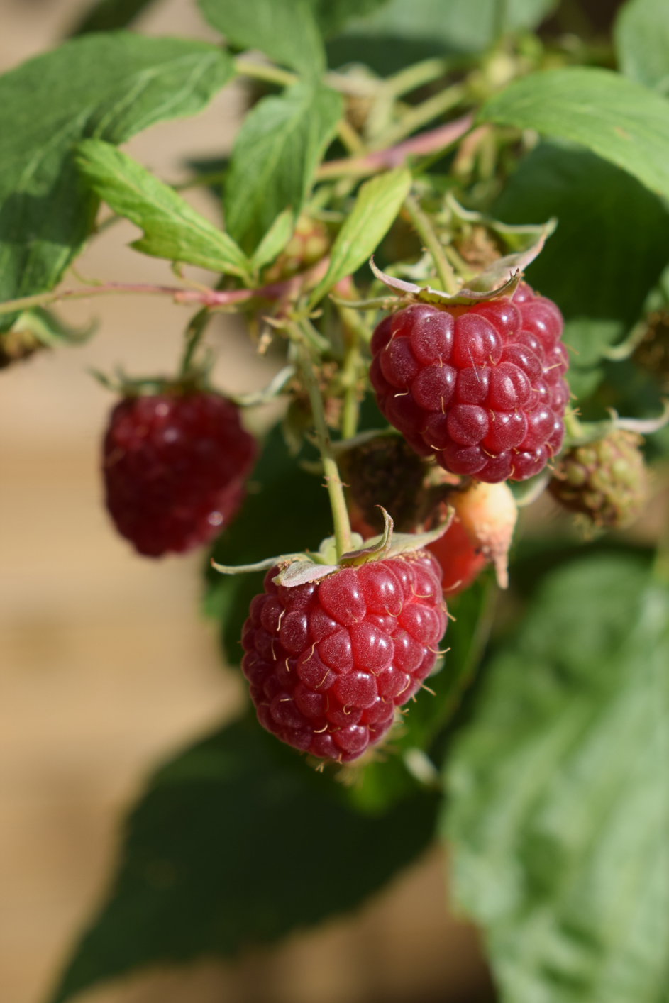 Autumn fruiting raspberry ripening