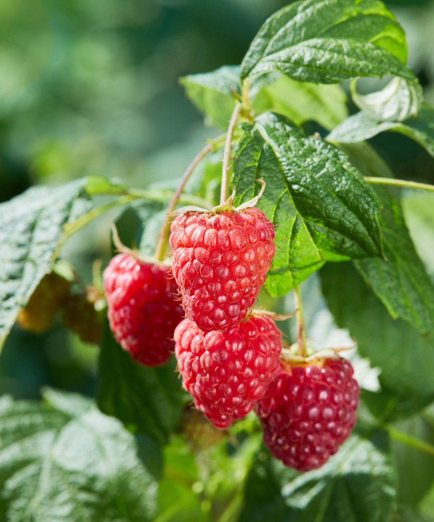 Autumn Raspberry ripening
