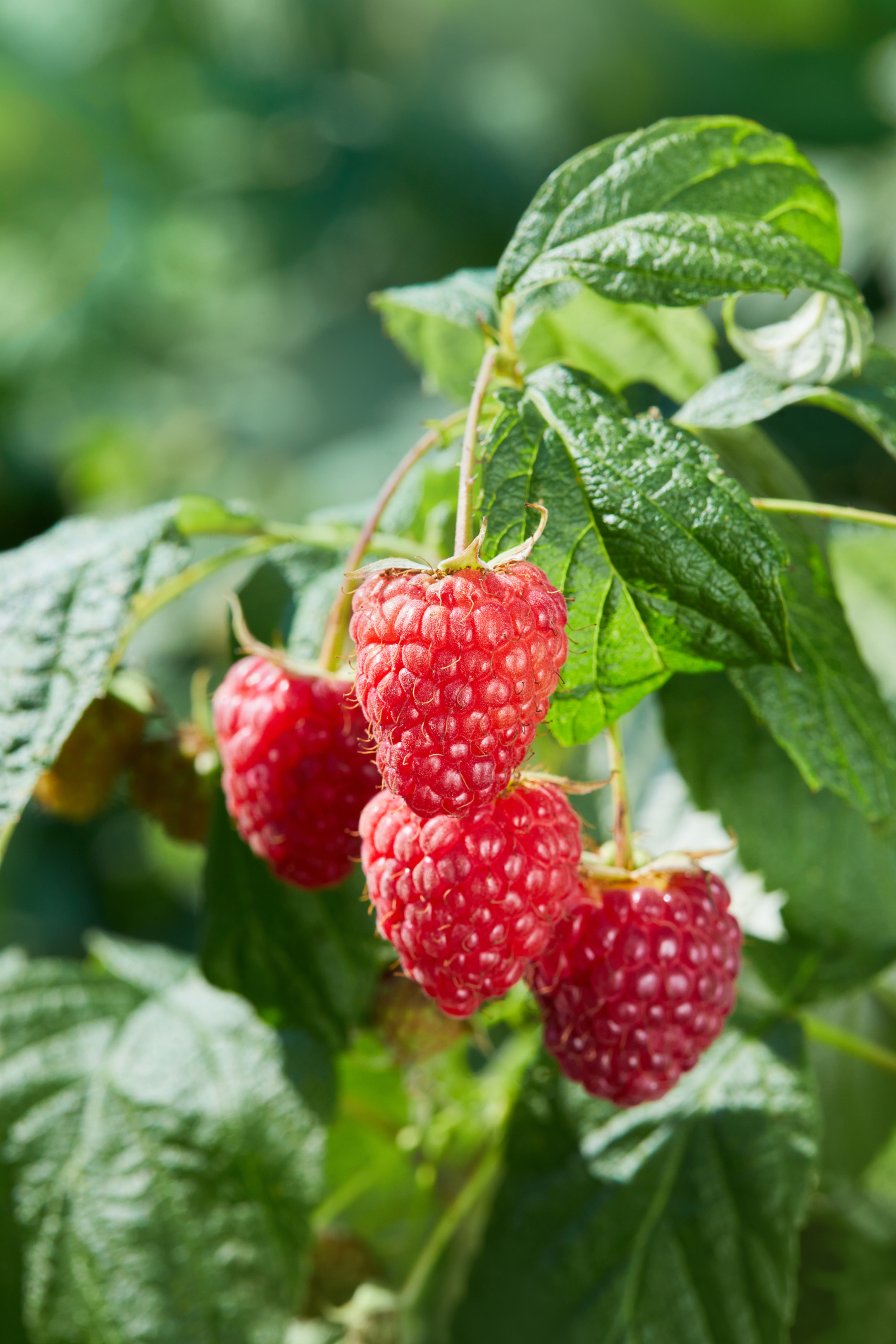 Autumn Raspberry ripening
