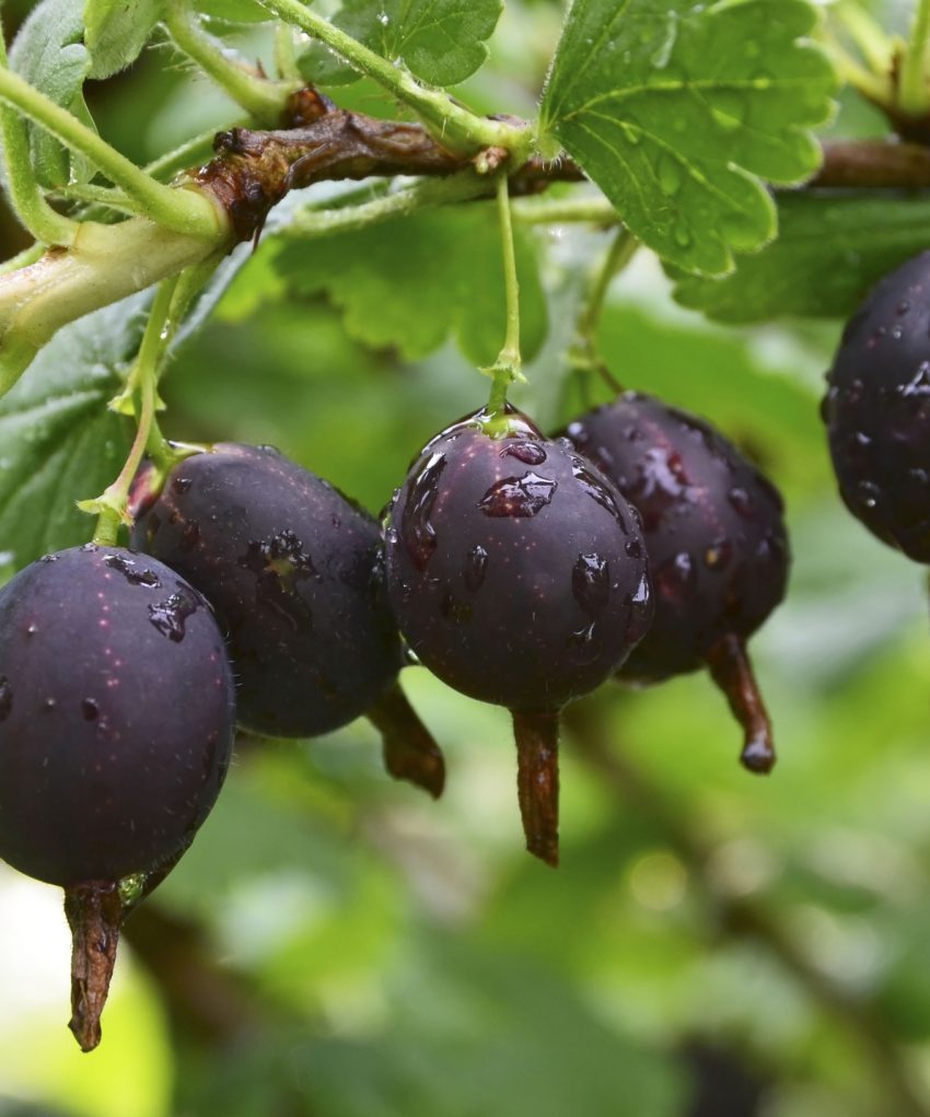 Jostaberry in fruit